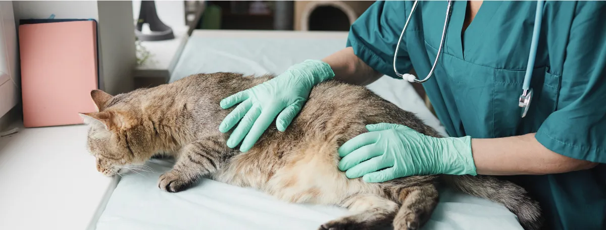 vet with cat laying down