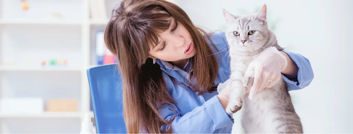 female vet with gray cat