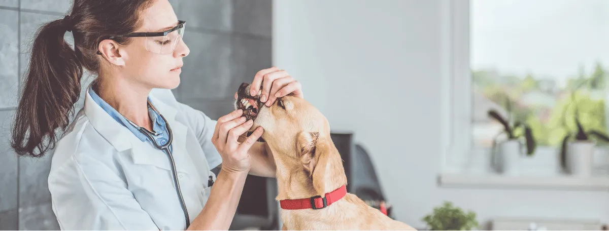 female vet with dog for teeth examination