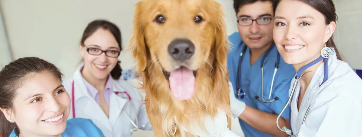 vets with golden retriever