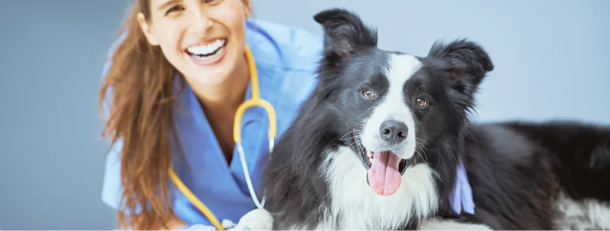 female vet smiling with black and white dog 