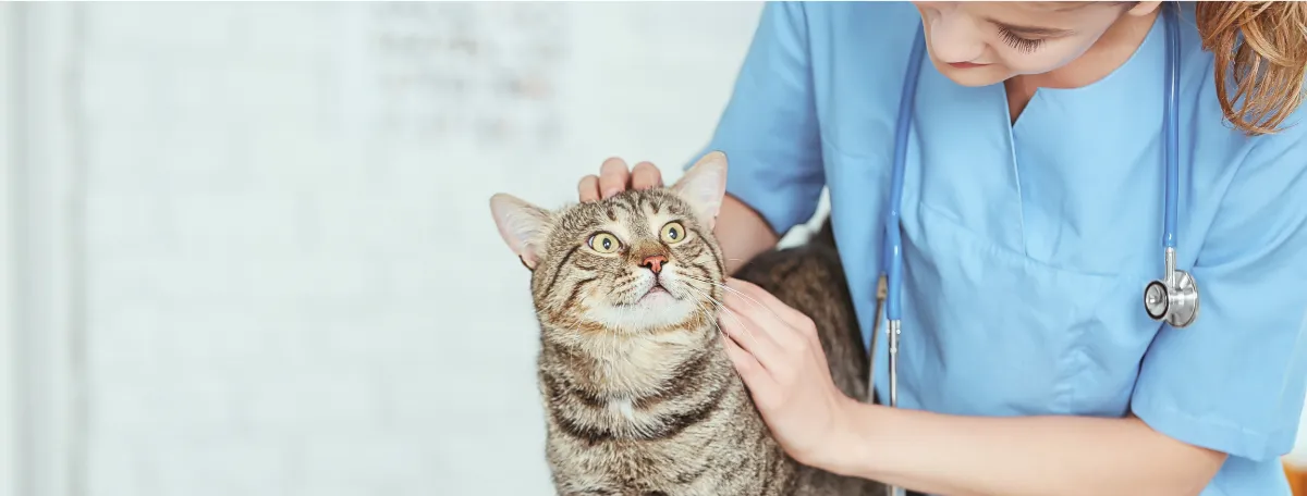 vet with cat