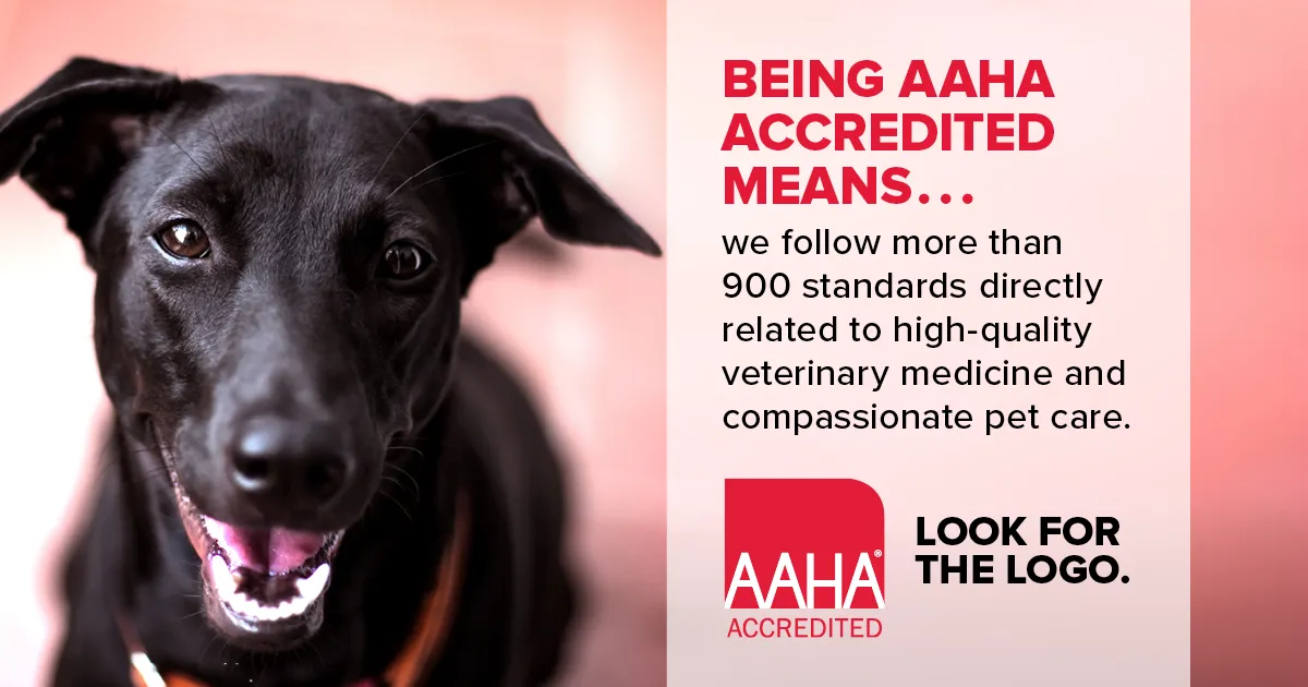 being aaha accredited means