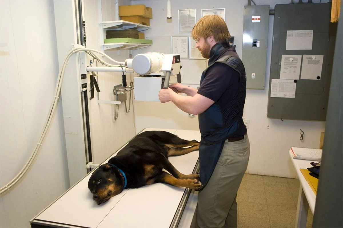 Pet Radiology