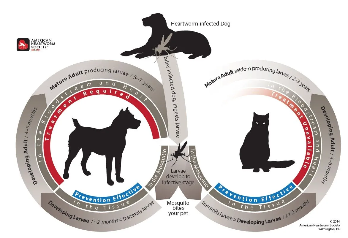 Heartworm Life Cycle