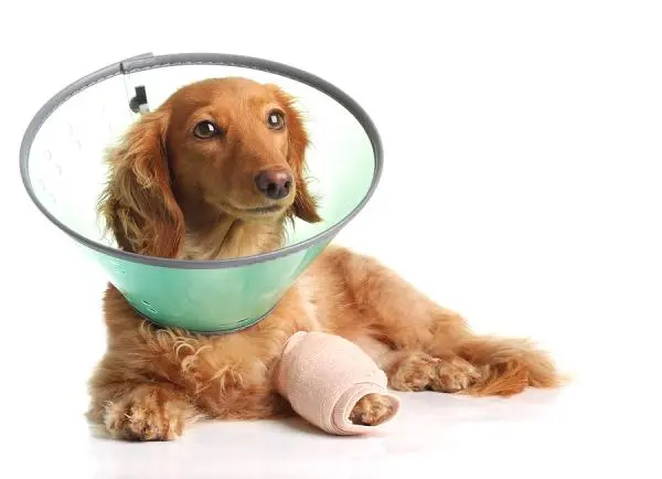 Dachshund in Duarte, CA wearing a cone after surgery to remove a tumor