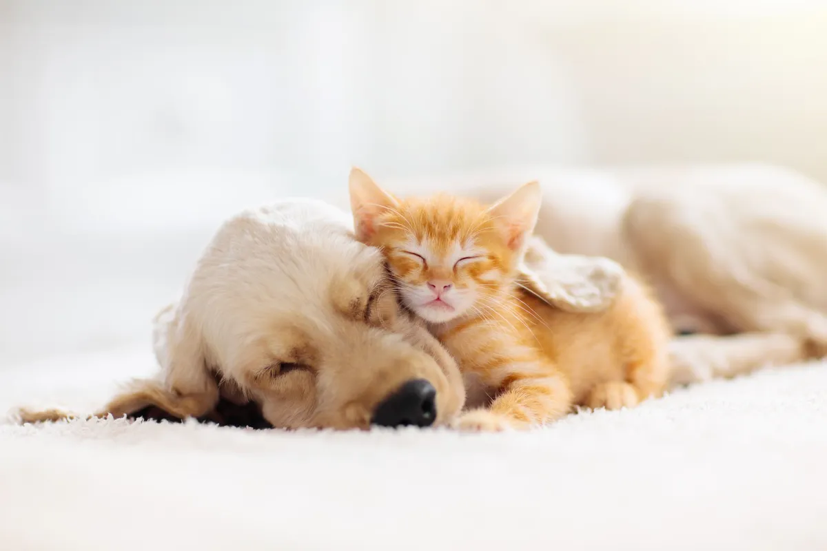 Cat getting a vaccine