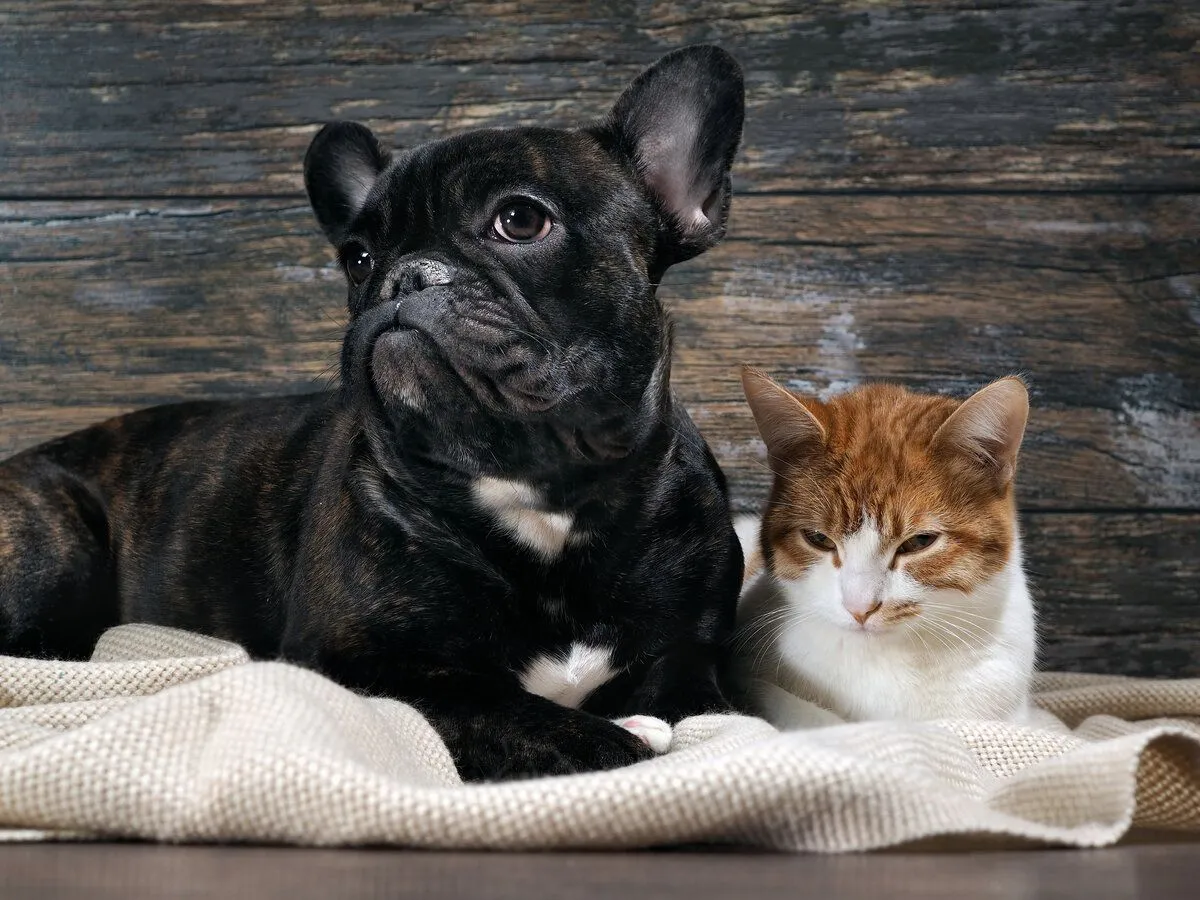 dog and cat