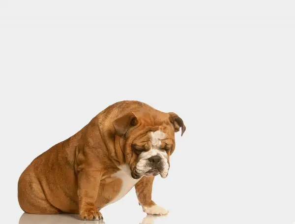 Bulldog waiting to see the veterinarian at Duarte Azusa Animal Hospital for behavior counseling