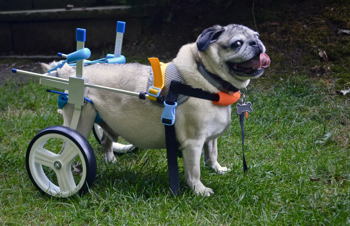 Breeds Prone to Orthopedic Problems & How to Support Their Mobility