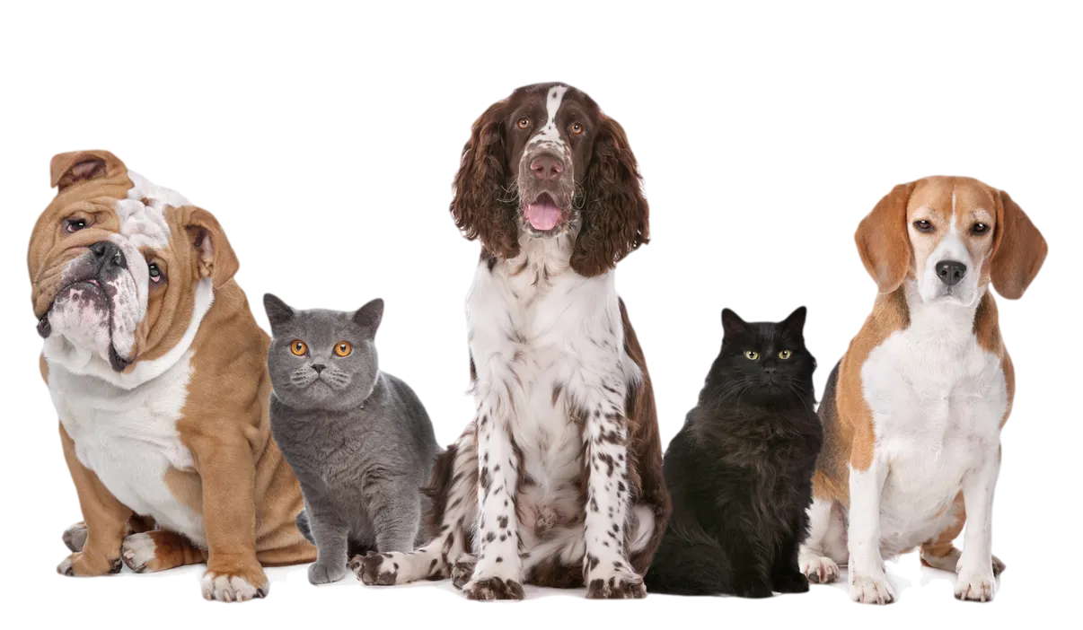 png-hd-dogs-and-cats-dog-png-transparent-image-16001.png