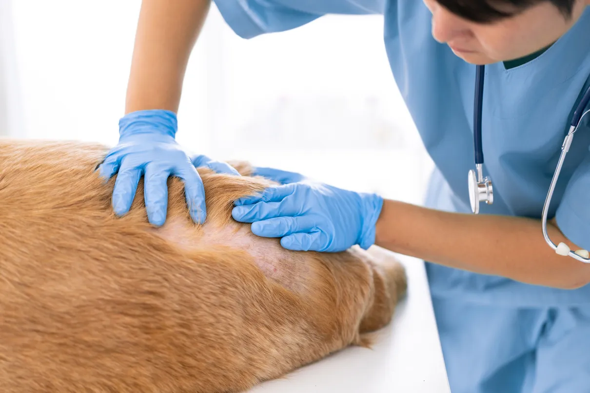 Pet Dermatology