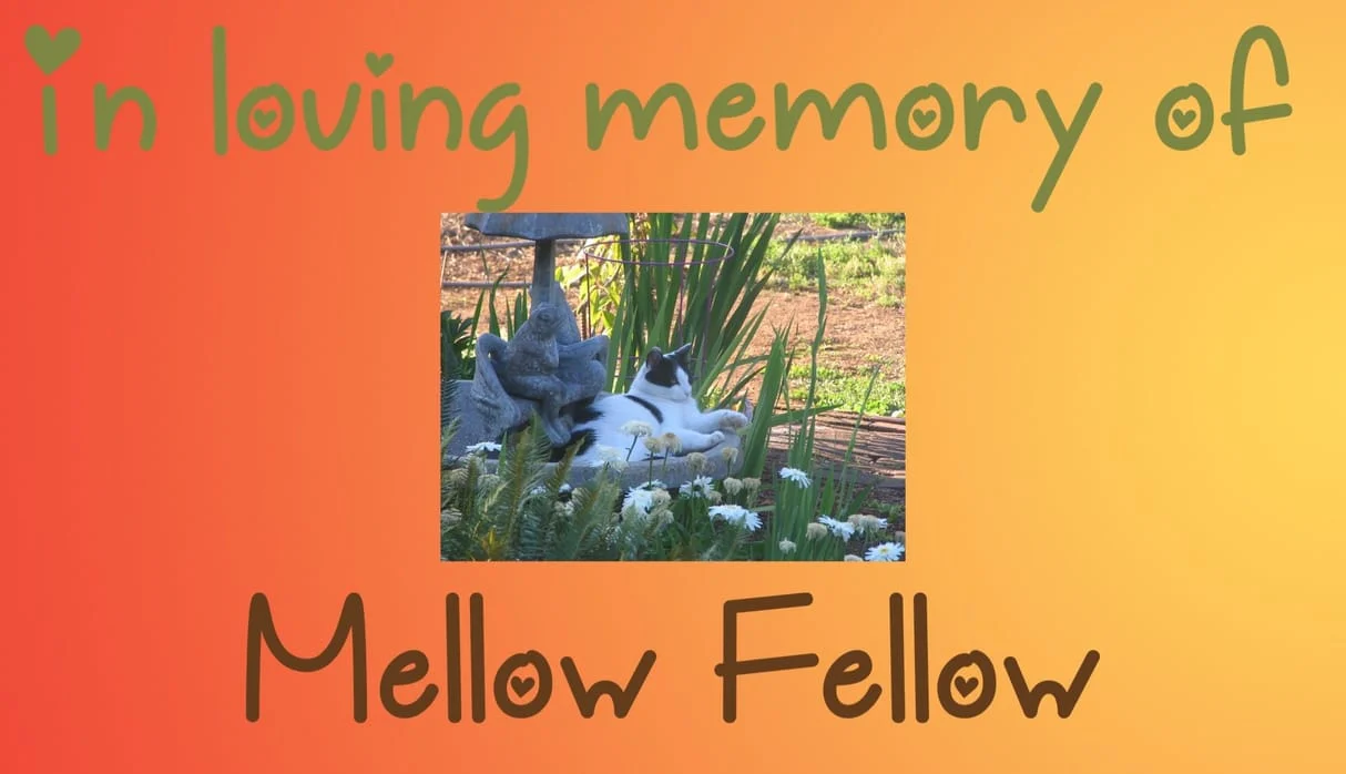 mellow fellow