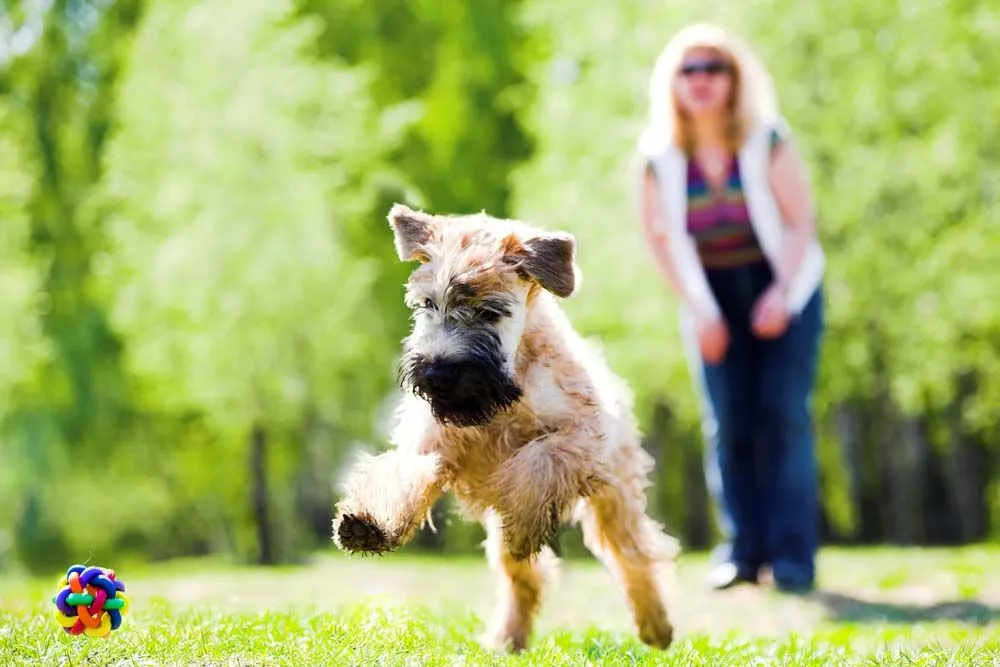 Woman playing fetch with her healthy dog.