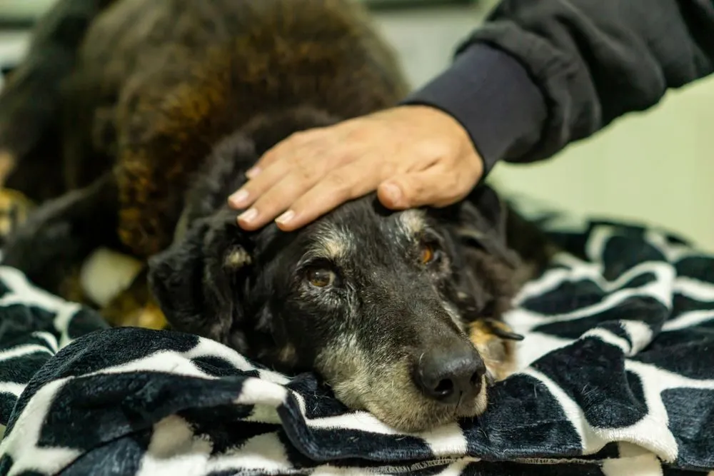 Why Senior Pets Need Special Care