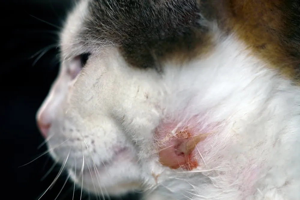 Cat Skin Infection