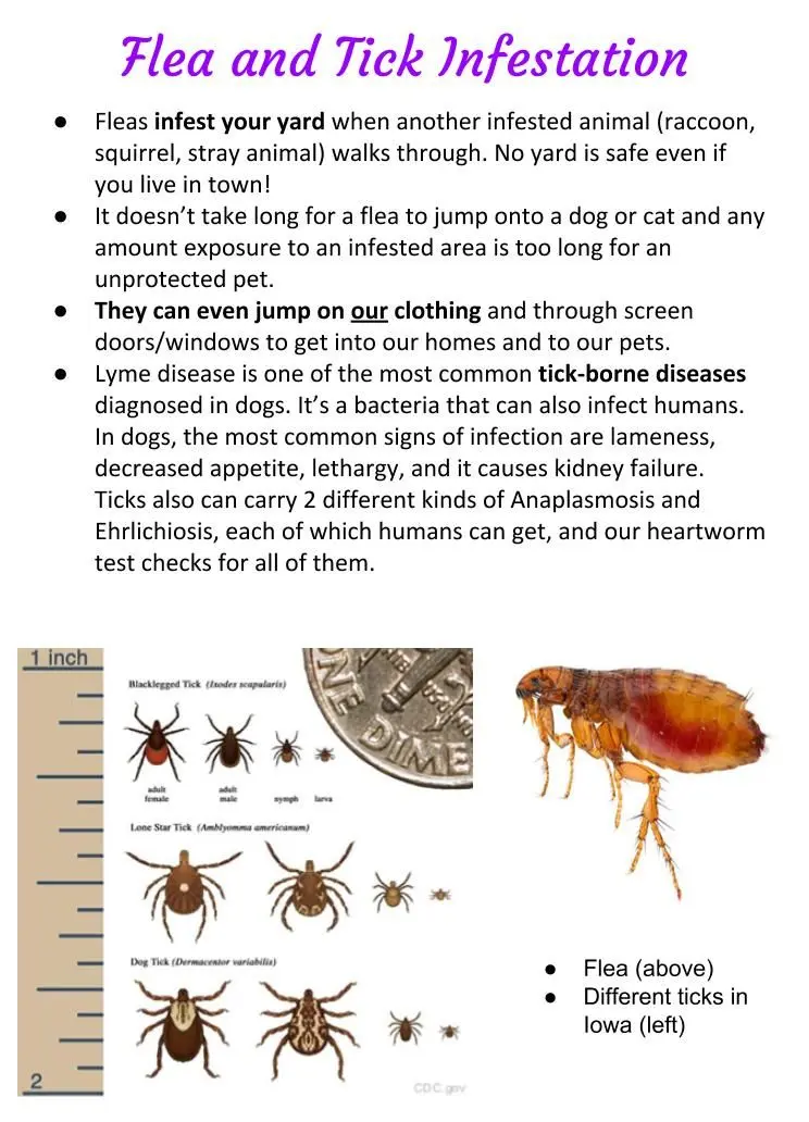 Fleas and Ticks