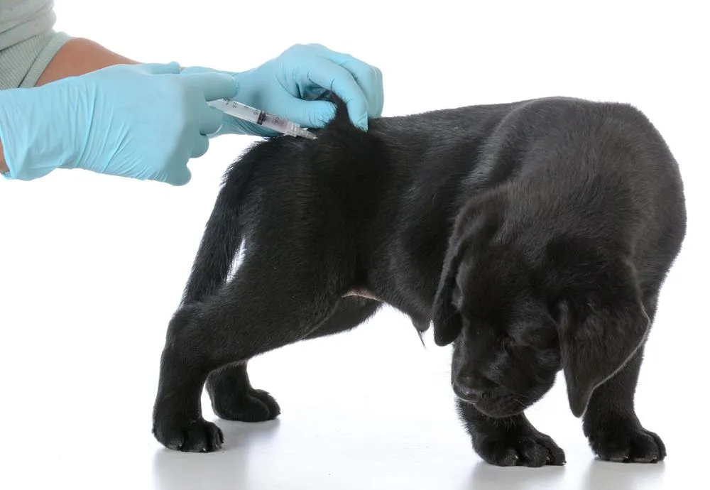How to Choose the Right Vaccination Schedule for Your Pet's Age