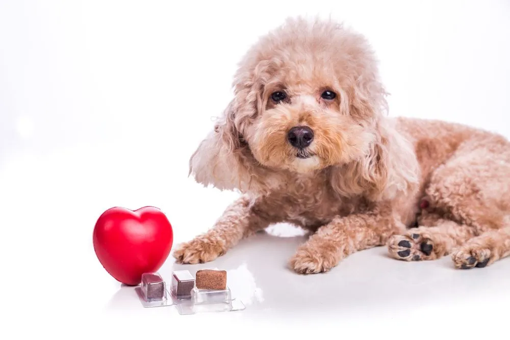 heartworm prevention FAQ