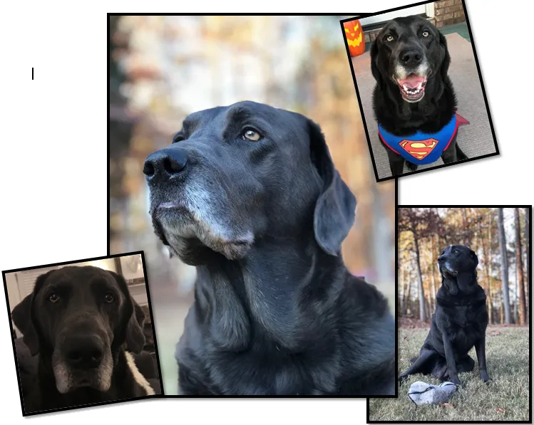 Monroe Veterinary Clinic