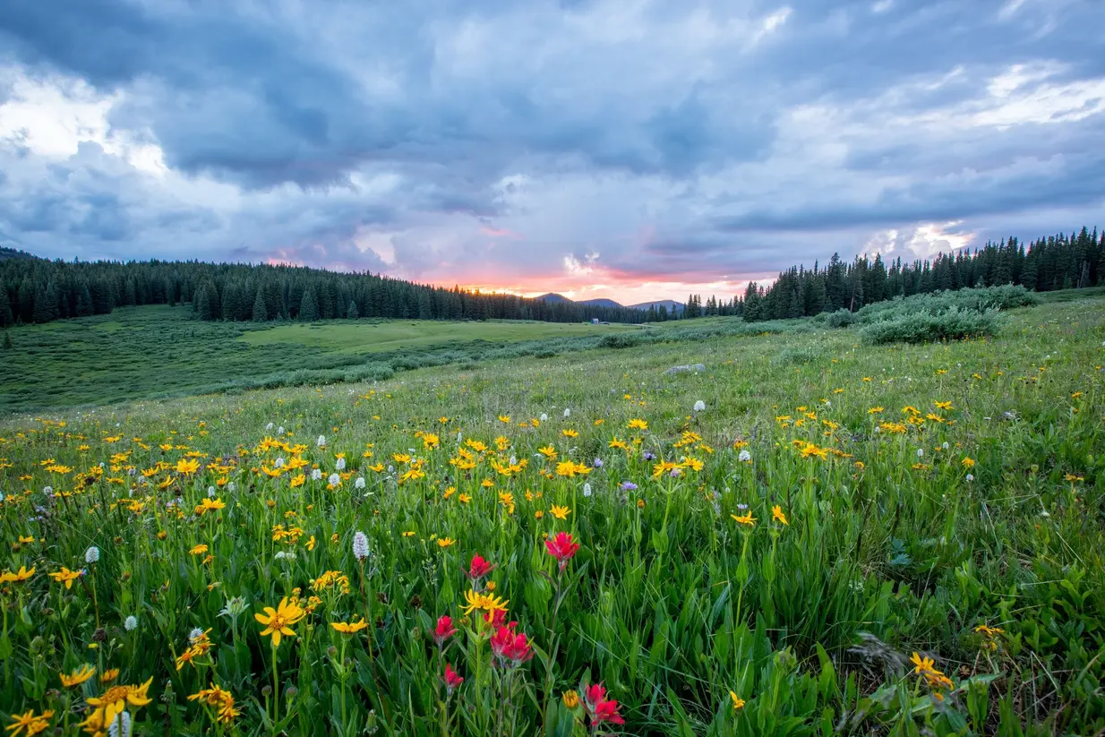 sunrise over flower meadow