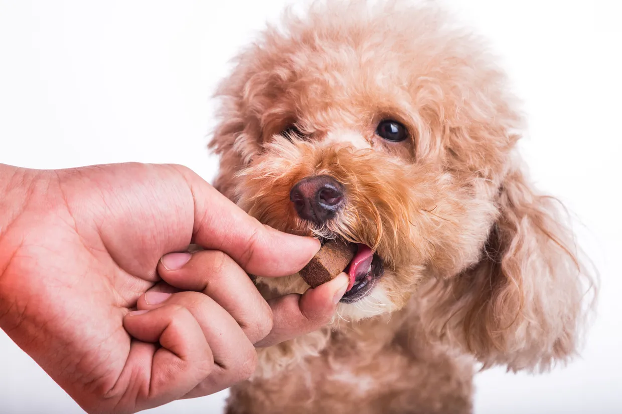 Heartworm Prevention and Treatment Veterinarian in Methuen MA Methuen Veterinary Hospital