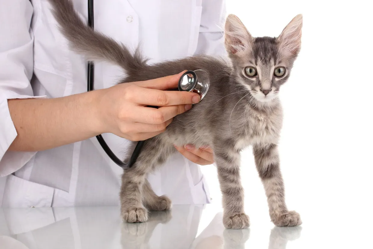 Comprehensive Veterinary Care for Cats in Charlotte, NC