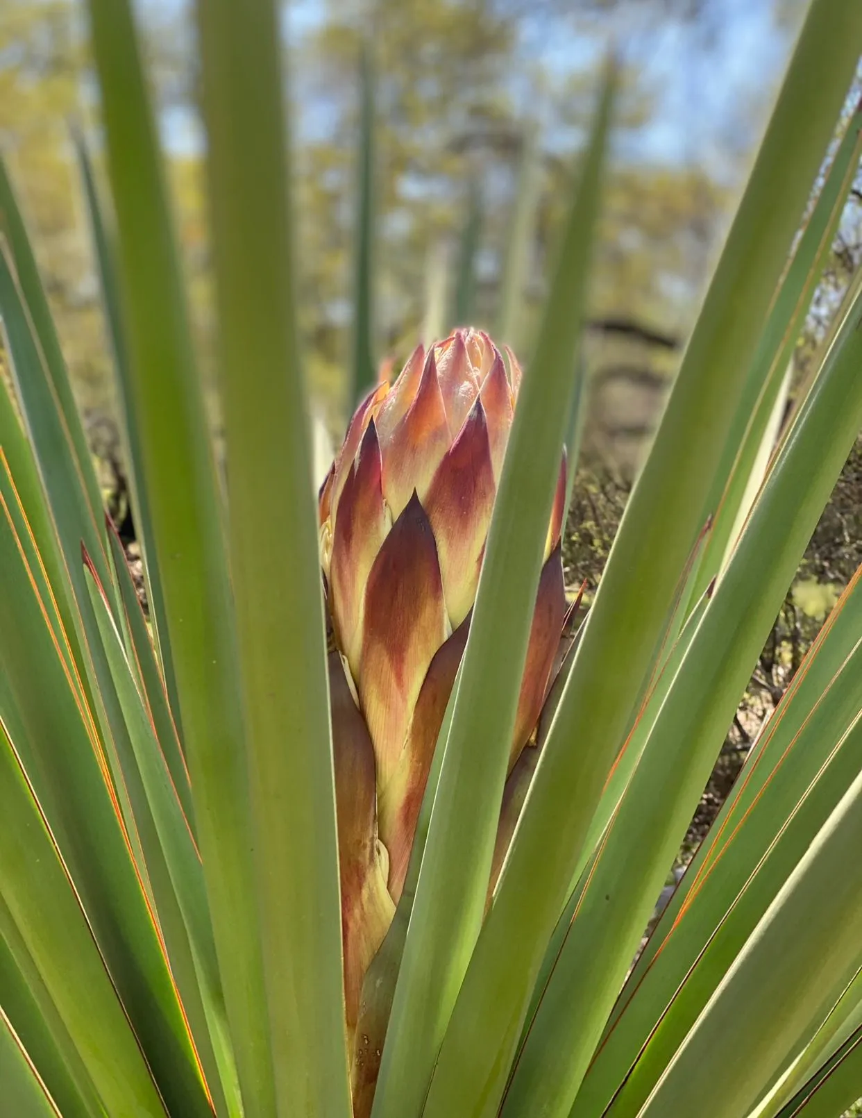 Wild Courage Counseling, PLLC