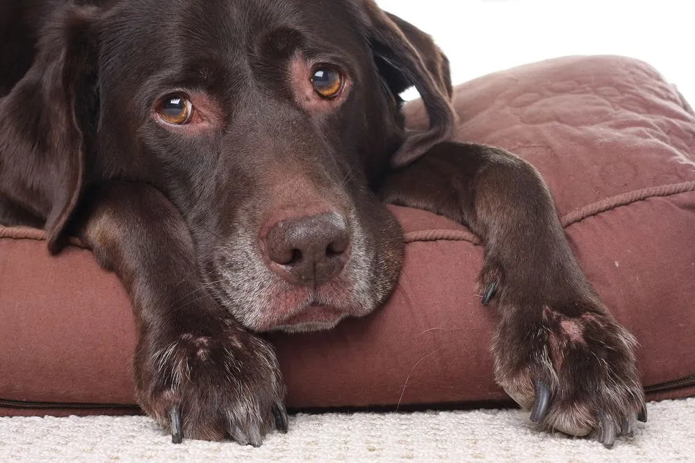 old dog laying on a pillow 