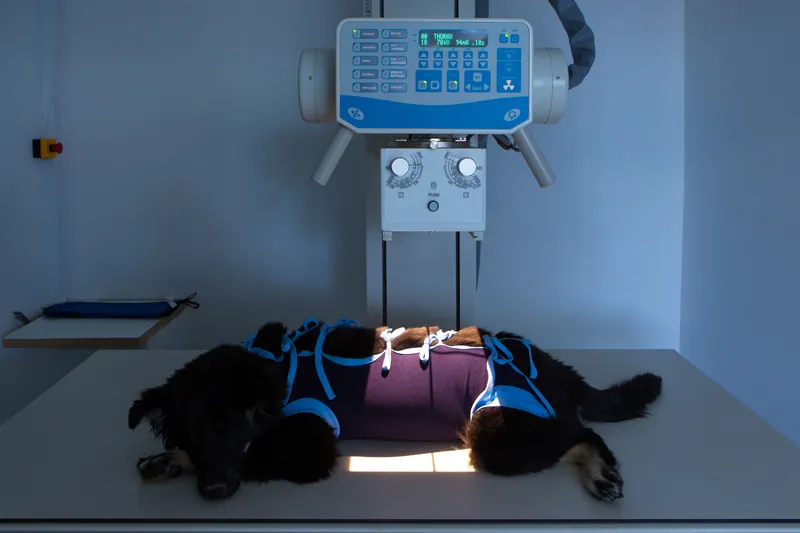 dog having an x-ray taken