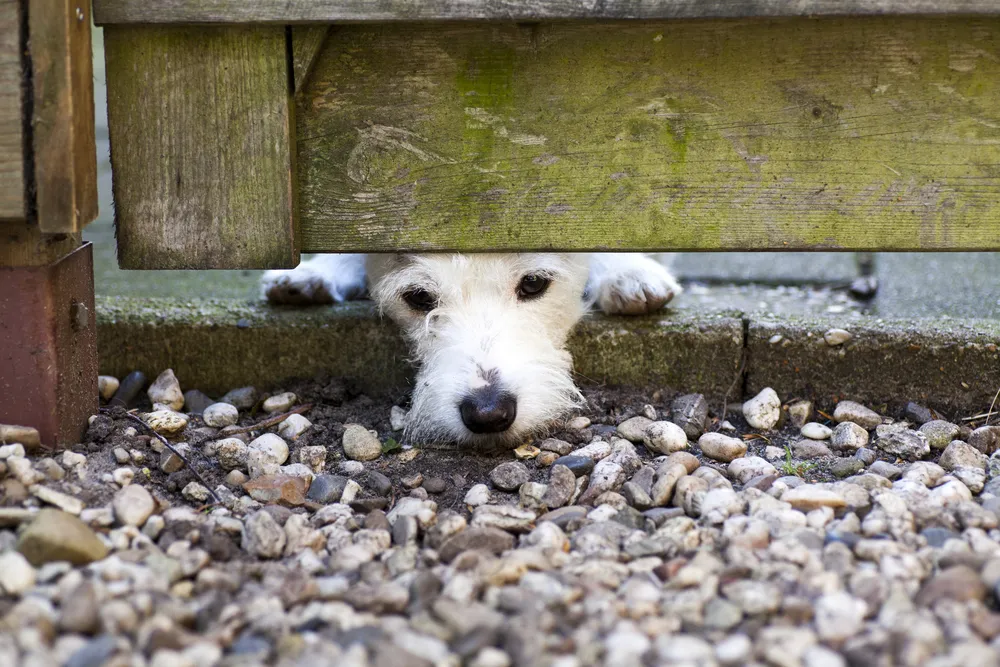 Dog looking under a fence, alone.