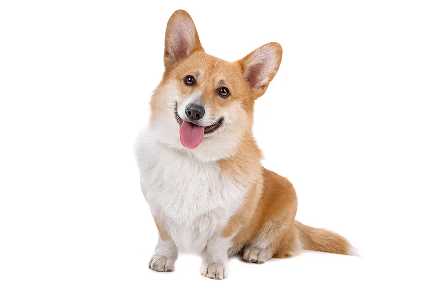 corgi islip