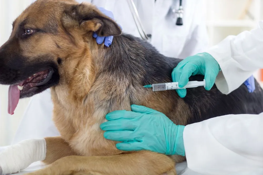 Dog Vaccine