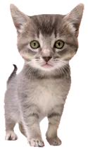 Image of a gray kitten. 