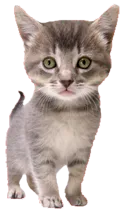 Image of a gray kitten