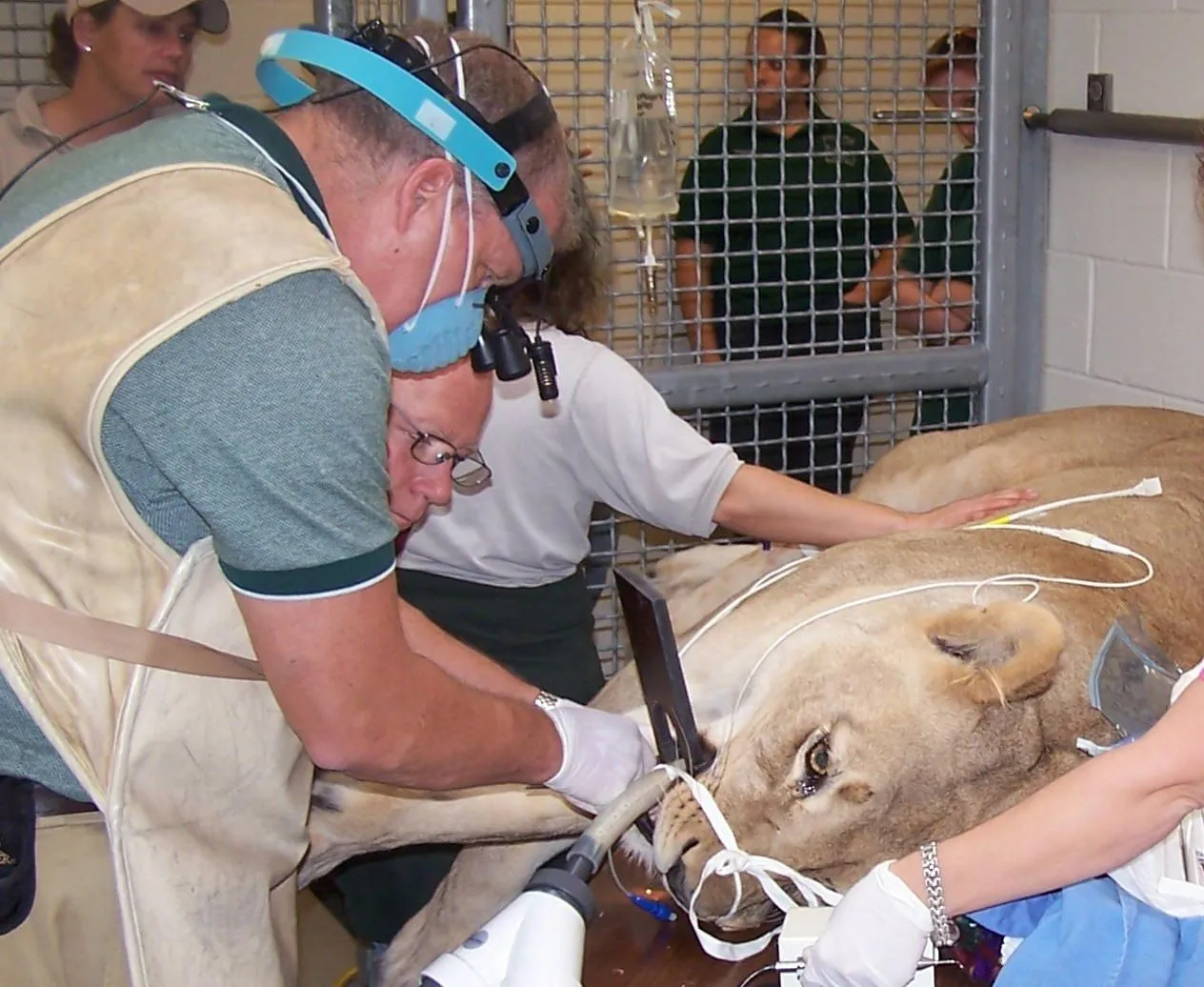 Paw Prints - Norfolk, VA Veterinarian