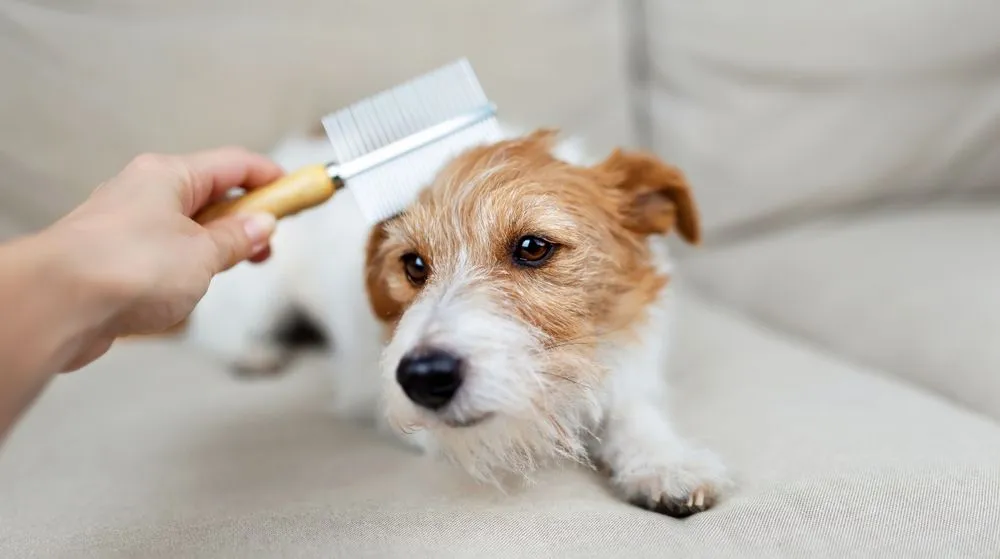 Pet Grooming FAQ