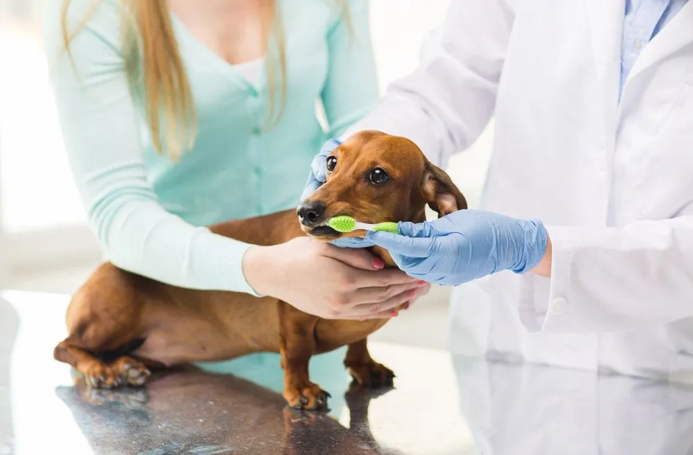 a vet brushing a dog's teeth