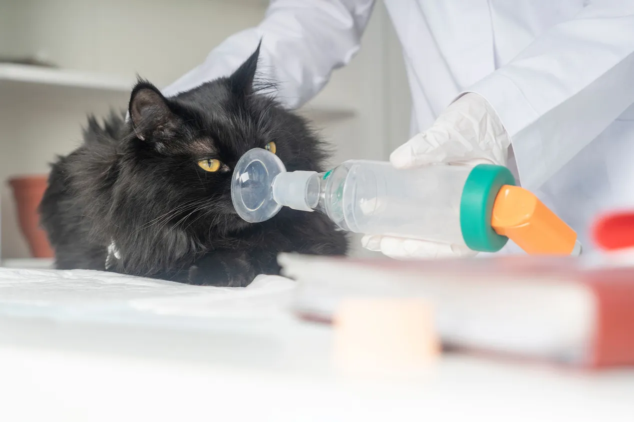 Asthma Treatment in New York NY City Pets Vets