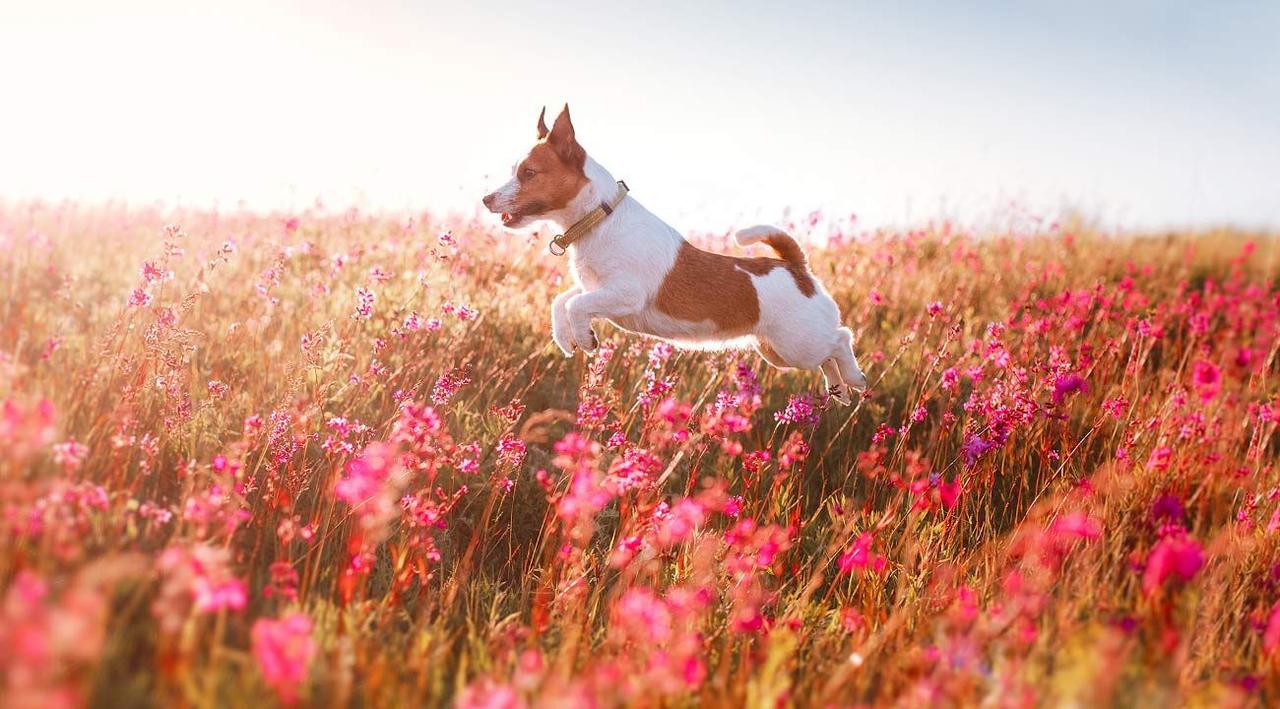 Veterinary Associates of Manning