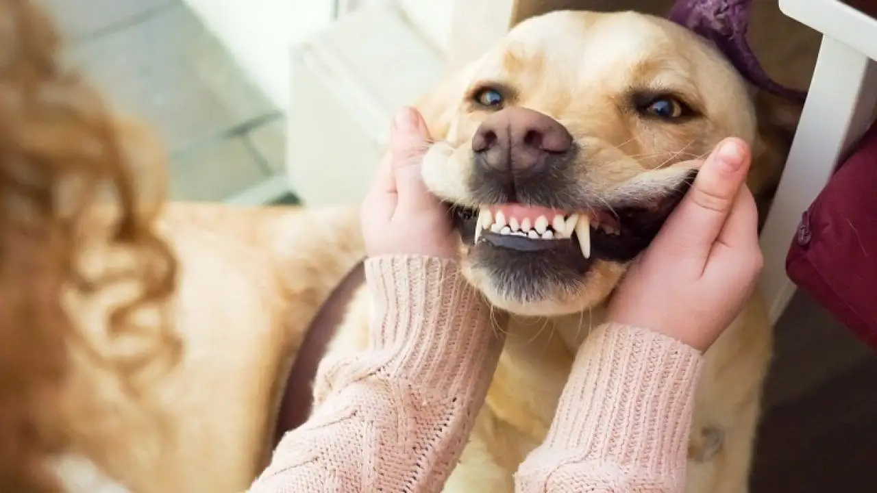 Dental