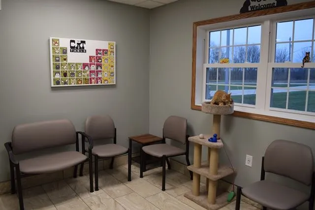 Cat-Dedicated waiting area.