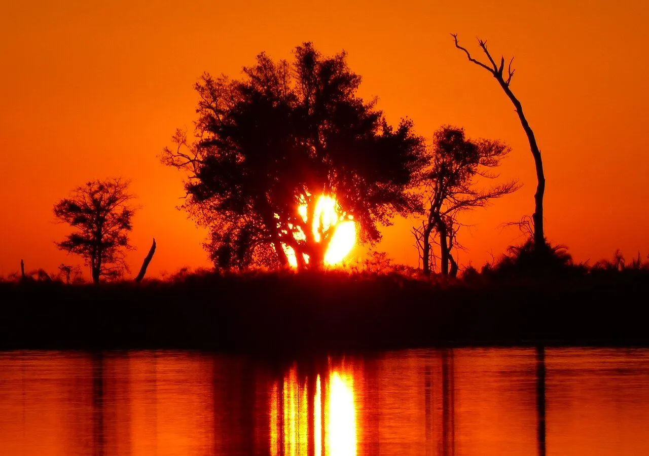 Sunset picture of tree in front of sunset