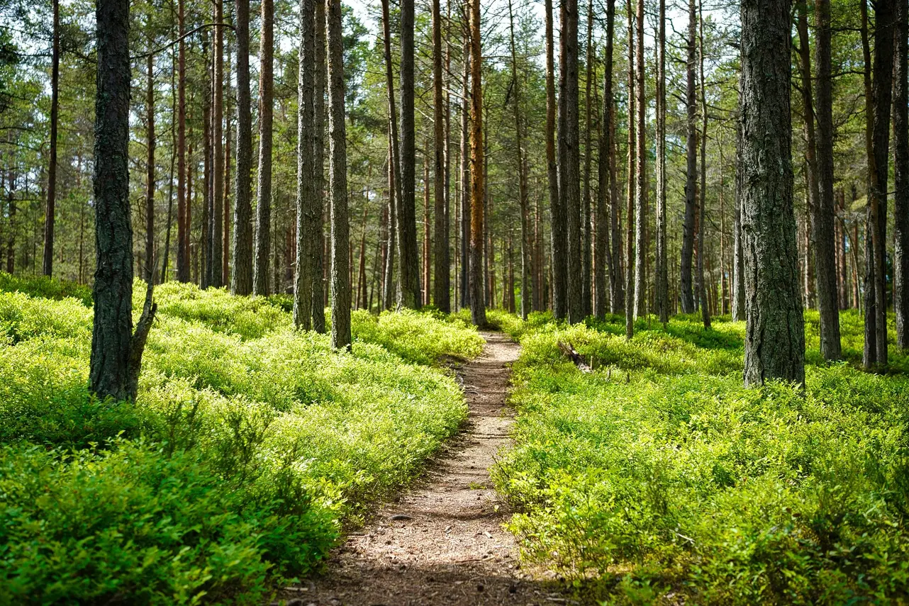 sunny path