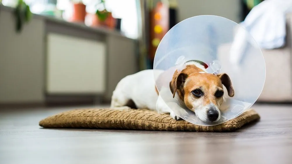 A dog wearing cones