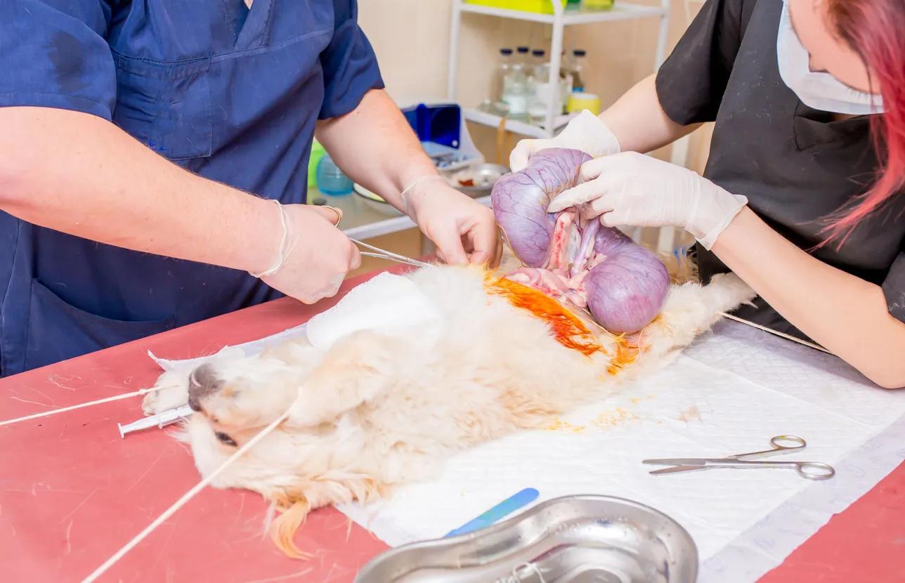 pet surgery