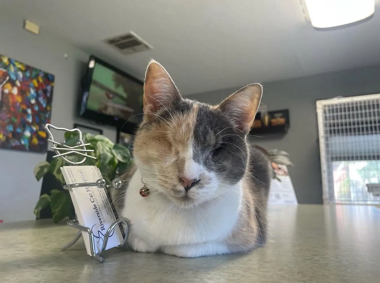 Riverside Cat Hospital - Veterinarian in Riverside, CA US