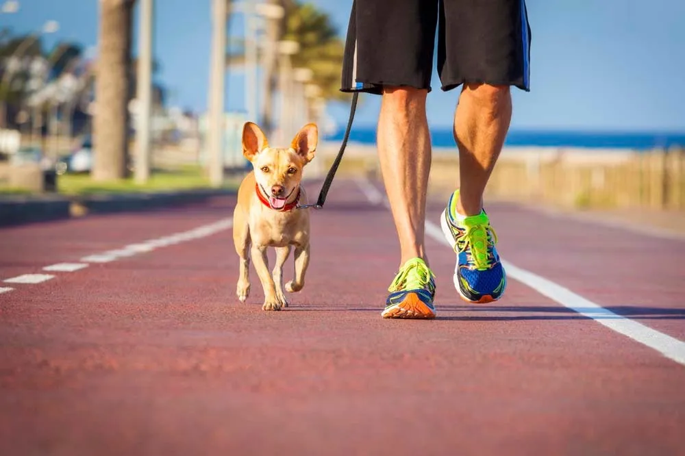 Small dog running with owner on a track.