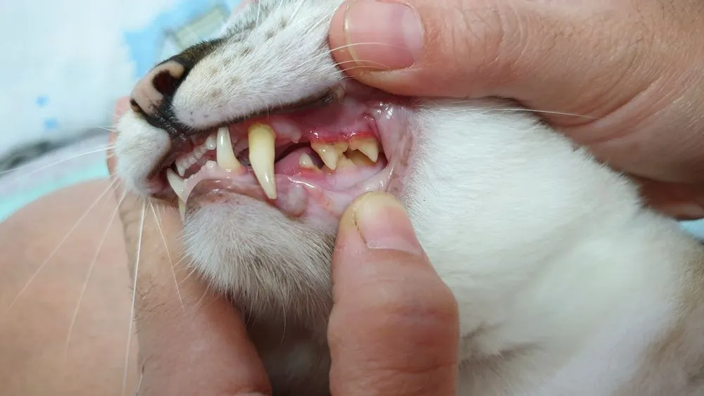 Pet Dental Care FAQs