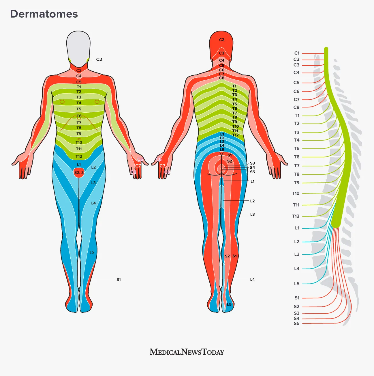 Spinal Deratomes